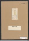 Stauroneis pusilla Ehr. (de-Toni-Nr.: Genus 6, Species 938) Zeichnungen Sammlung Grunow Nr. 1793 (NHMW-BOT-W0368698)